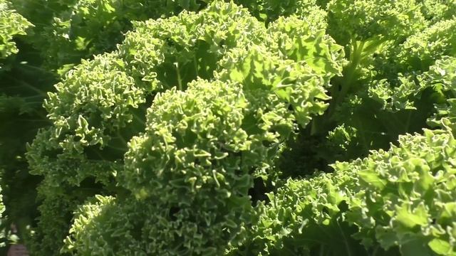 Капуста листовая кале (кейл), итоги сезона.