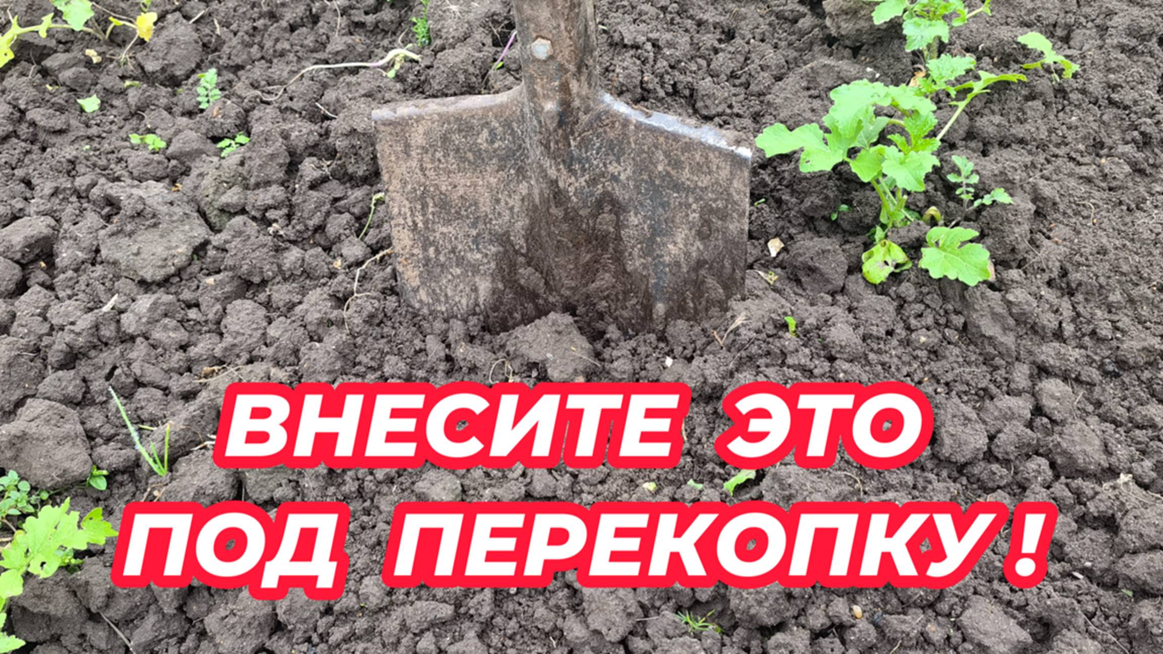Что внести в почву под перекопку осенью, чтобы восстановить плодородие? Чем удобрить почву осенью смотреть онлайн