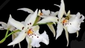 П-18.Ч-8 Degarmoara Winter Wonderland 'White Fairy. Наращивание корней после последней пересадки.