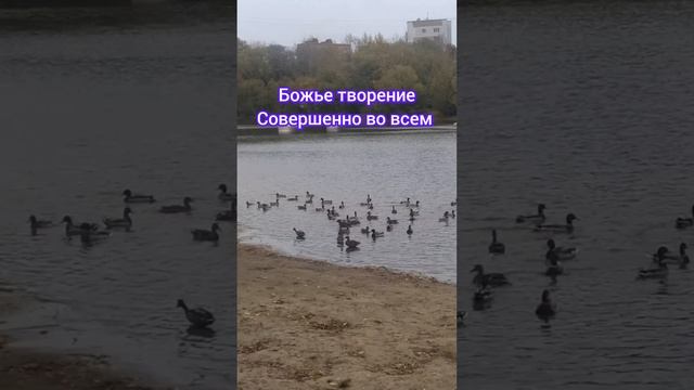 Я сегодня преклоняю колени#песня #песнядлядуши #анохина #творчество смотреть онлайн