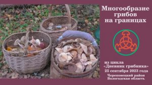 Многообразие грибов на границах! "Дневник грибника" 25 сентября 2023 года.