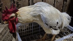 Два дома в деревне,Как Петух?Это не лиса,Кто-то то выпустил что бы собака покушала