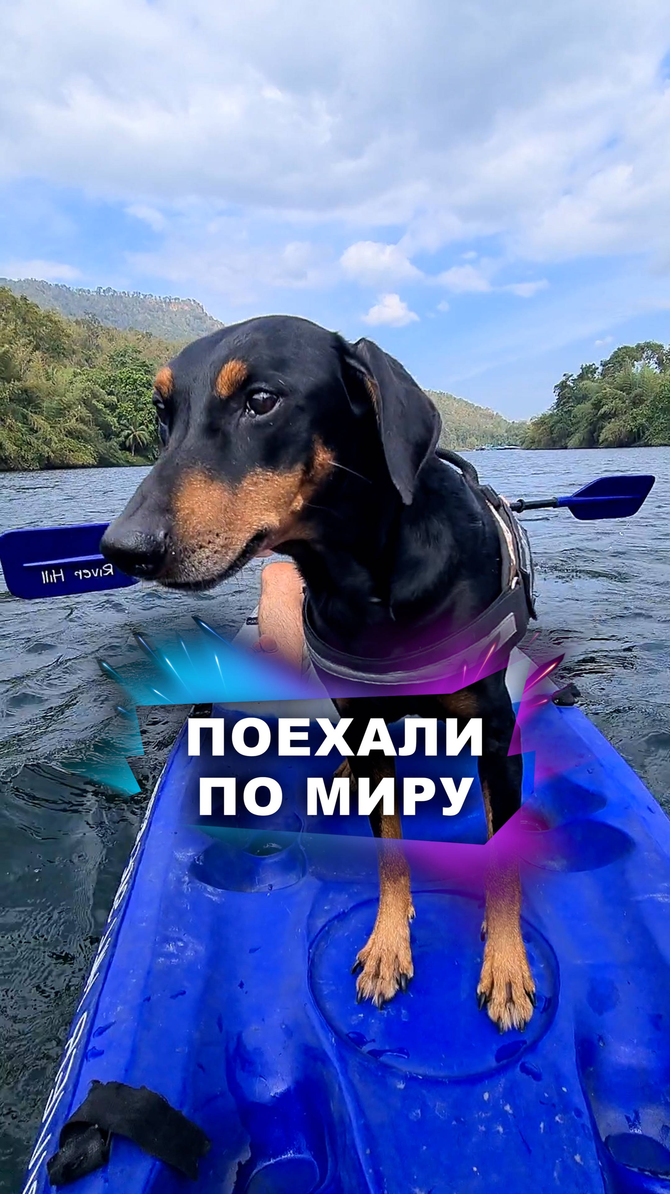 Пешком тоже можем! #животные #путешествия смотреть онлайн