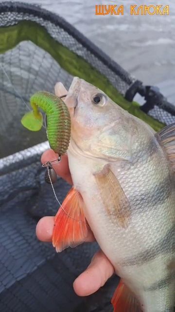 🔥 Внезапный ОКУНЬ ТОЛСТЯК на щучий силикон 🔥 #рыбалка #окунь #спиннинг
