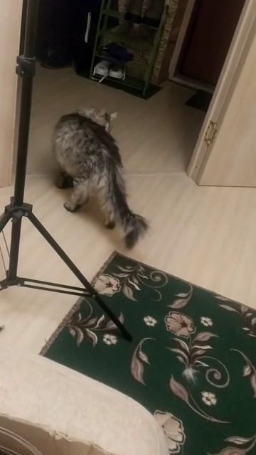 НейроДрево Изобилия. Когда нейрографика изменяет Судьбу./Анохина смотреть онлайн