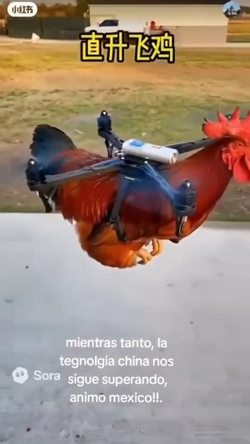 Петухи Мадьяра смотреть онлайн