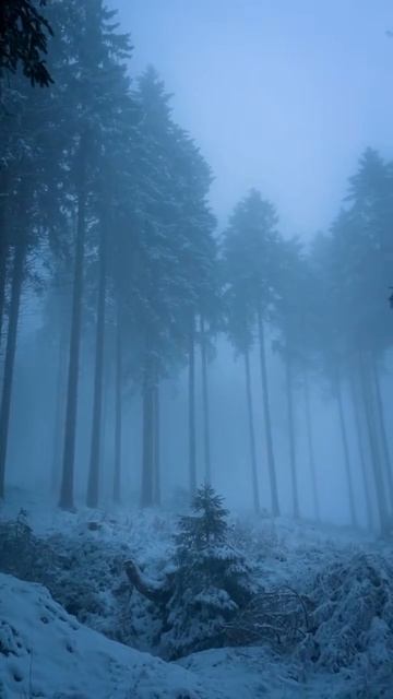 эстетика лес зимой