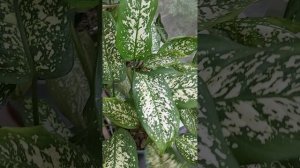 Сингониум после обрезки на керамзите