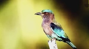 Звук природы. Птицы. Пение птиц в тропическом лесу