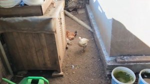 Обзор отеля Justiniano club park conti (Джустиниано клаб парк конти) Турция