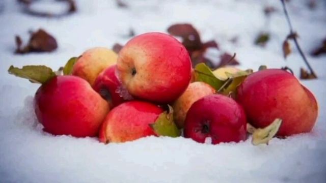 Мой ролик ЯБЛОКИ НА СНЕГУ.mp4 смотреть онлайн