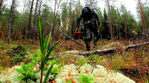 Грибник перешел БОЛОТО и ОБАЛДЕЛ! Один в лесу ТАКОГО не ОЖИДАЛ! Грибы и Лес Сказочная Карелия