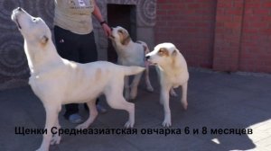 Щенки и подростки Среднеазиатской овчарки, алабаи