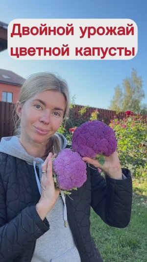 Раньше цветная капуста не завязывалась, а теперь двойной урожай. И вот в чем секрет!
