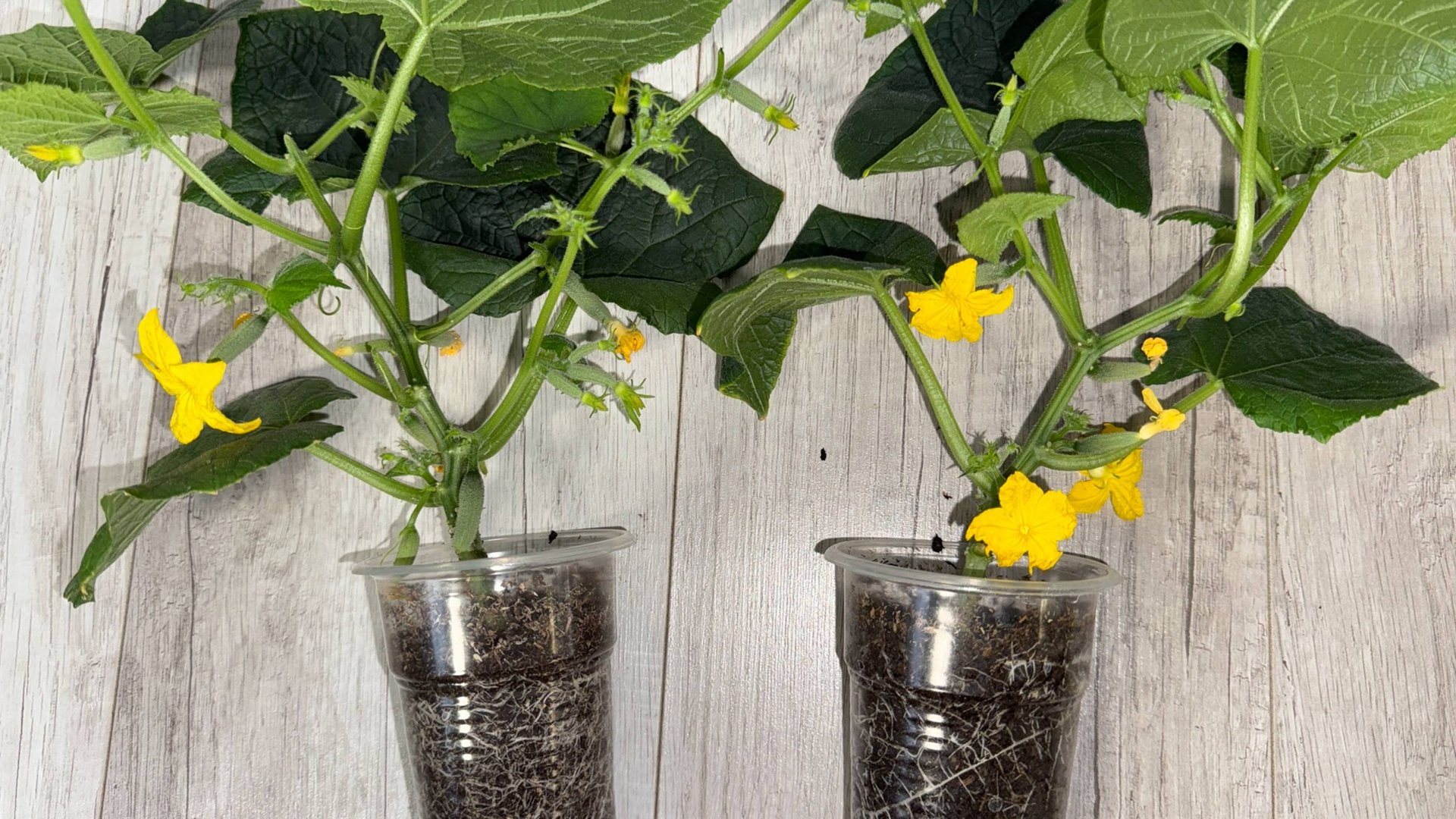 МАЛО КТО ЗНАЕТ ЧТО ОГУРЦЫ ТАКИМ СПОСОБОМ МОЖНО ВЫРАЩИВАТЬ ЗИМОЙ ДОМА смотреть онлайн