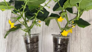 МАЛО КТО ЗНАЕТ ЧТО ОГУРЦЫ ТАКИМ СПОСОБОМ МОЖНО ВЫРАЩИВАТЬ ЗИМОЙ ДОМА