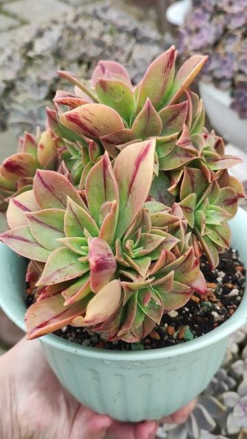 Эониум Леукоблефарум Йеменской формы. Изменения за 1,5 года после покупки. смотреть онлайн