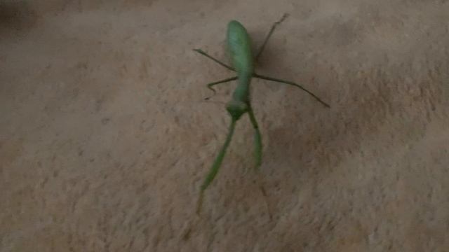 Богомол жизнь