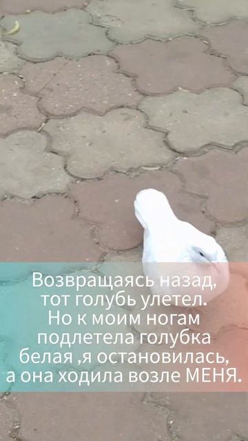 Чудо 2 Удивительная прогулка 7 мая смотреть онлайн