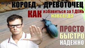 КОРОЕД и ДРЕВОТОЧЕЦ точит сруб? Как избавиться от жука ДРЕВОТОЧЦА и личинок КОРОЕДА навсегда за день
