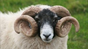 Звуки баранов и овец на ферме на природе. Блеяние отары овец