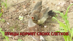 ПТИЦЫ КОРМЯТ СВОИХ СЛЕТКОВ /май - июнь 2025/