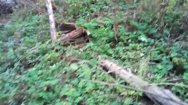 НА УТИНОЙ ОХОТЕ