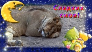 Сладких снов!