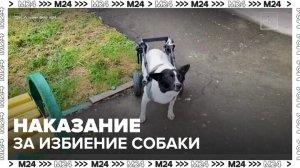 Напавшему на собаку-инвалида жителю Подольска грозит серьезное наказание - Москва 24