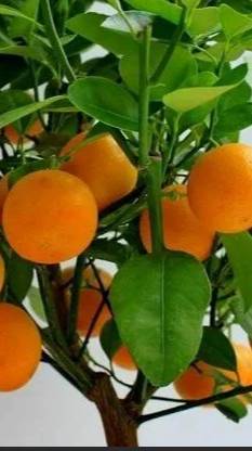 Целебные свойства мандаринов