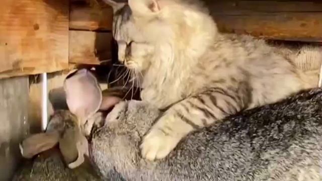 Не может быть! 💕 смотреть онлайн