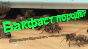 Бакфаст - отдельная порода или обман? Профессор Кашковский ставит точку