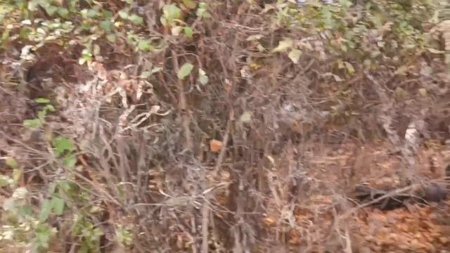 Сюита Магнитогорска