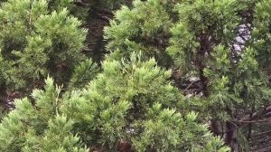 Роща секвоядендронов в Крыму!