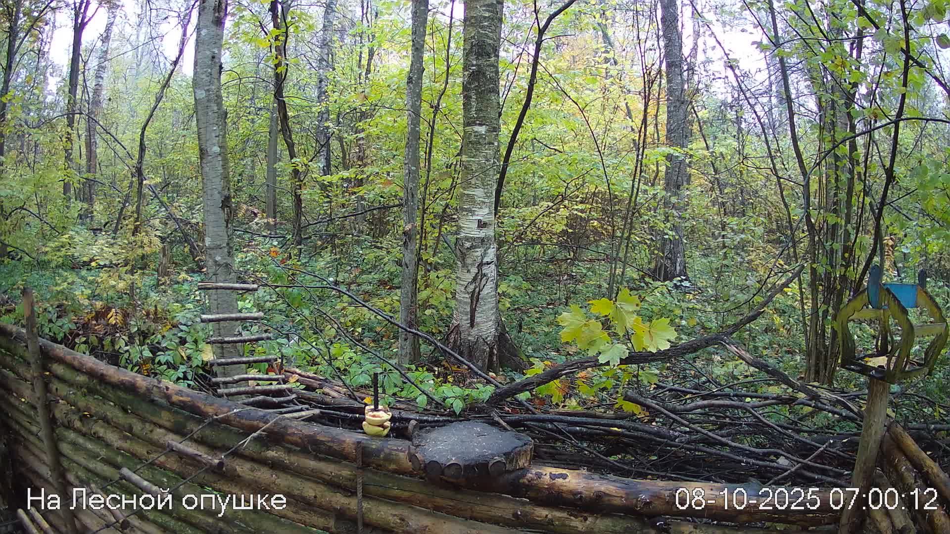 🍂ОКТЯБРЬ в ЛЕСУ онлайн #Relaxing #природа #звуки леса #птицы #погода🍁 смотреть онлайн