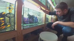 Занялся Простыми Гуппи Сортирую больших от маленьких.