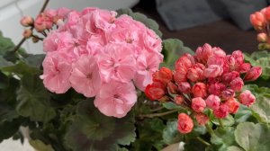 Герань осенью зимой выращивают только так, тогда герань будет цвести круглый год!