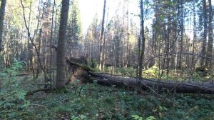 Прогулка в осенний лес, грибы, привал. Пермь, 7 окт 2025