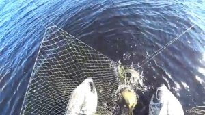 Наловили пауком сазанов, и сразу их закоптили.