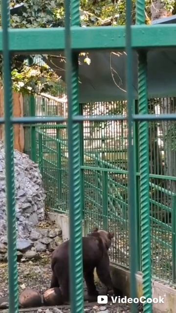 Медведь танцор на Красной Поляне в Кавказском  заповеднике