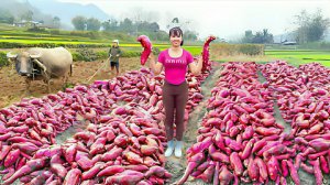 Собираю сладкий картофель и везу его на грузовике продавать на сельский рынок. Жизнь во Вьетнаме