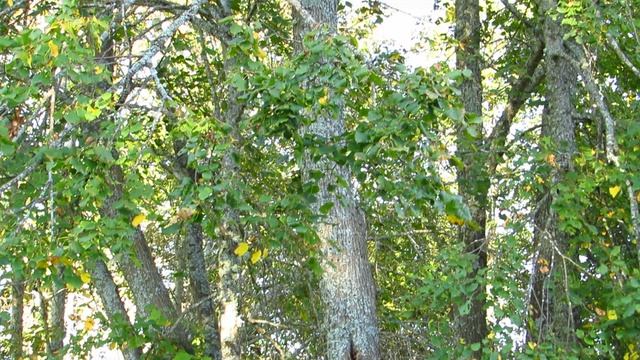 Старые липы