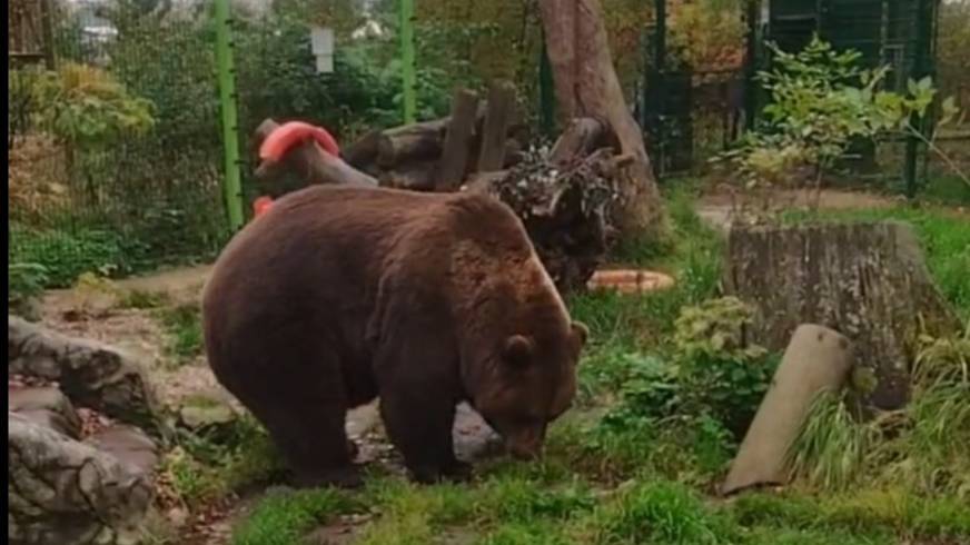 Животные в фокусе: любовь и забота.🐻🐦 смотреть онлайн