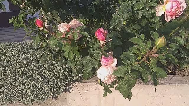 Роза Шарль де Нерво. смотреть онлайн