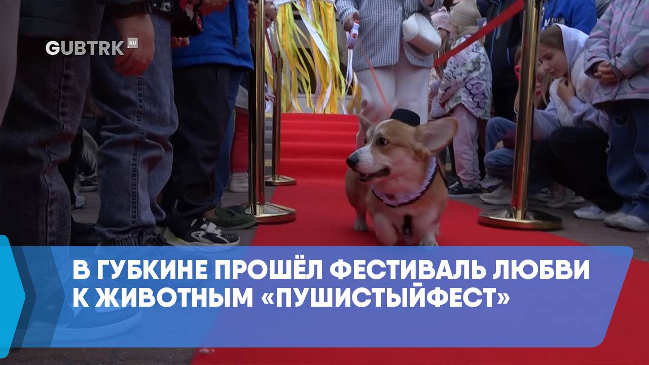В Губкине прошёл фестиваль любви к животным «ПушистыйФест» смотреть онлайн