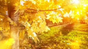 🍁 Осенний футаж с эффектом бокке — волшебная атмосфера в ваших видео!