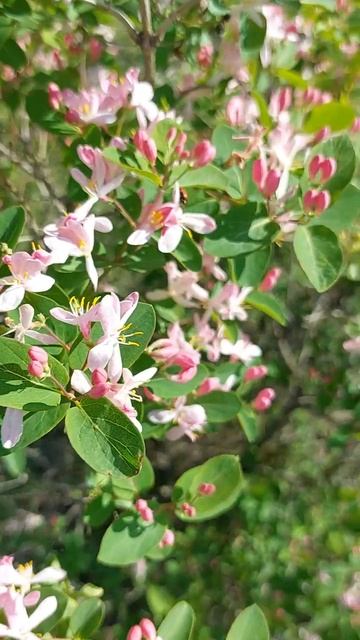 Немного лета в ленту.