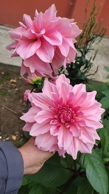 Георгины -королевы ОКТЯБРЯ !!! Калуга !