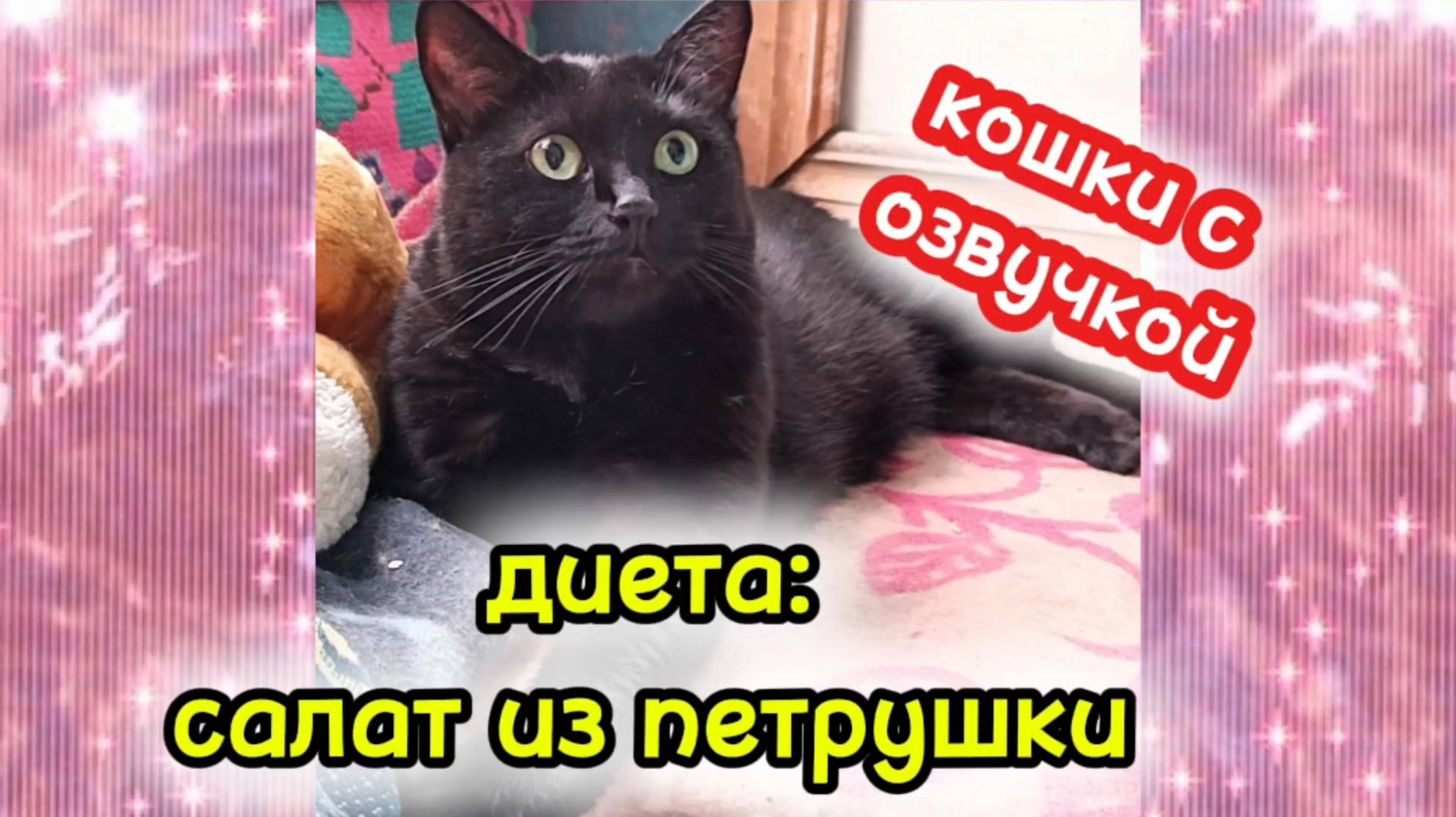 Кошки с озвучкой. смотреть онлайн