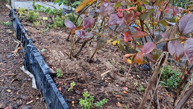 Как определить урожай голубики на следующий год? смотреть онлайн